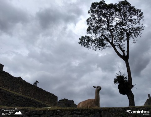 Machu Picchu, Peru