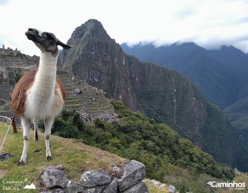 Machu Picchu, Peru