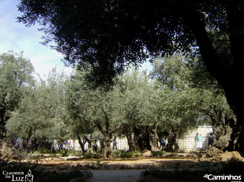 Horto das Oliveiras (Getsêmani), Jerusalém, Israel