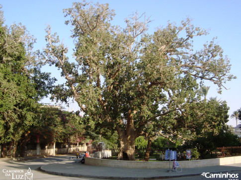 Sicômoro de Zaqueu, Jericó, Cisjordânia