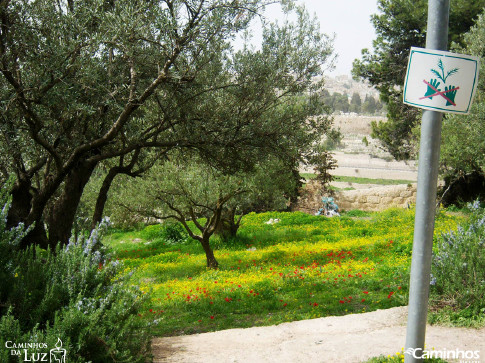 Horto das Oliveiras (Getsêmani), Jerusalém, Israel