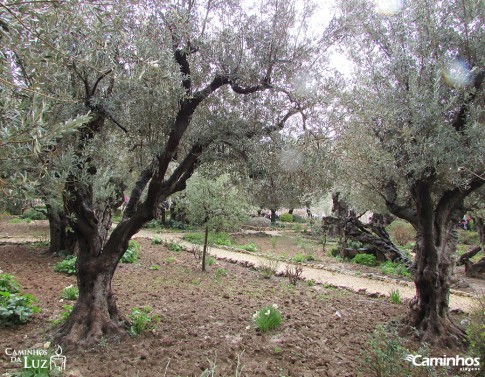 HORTO DAS OLIVEIRAS, JERUSALÉM, ISRAEL