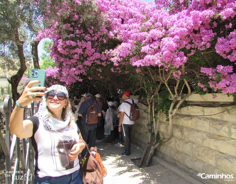 Horto das Oliveiras, Jerusalém, Israel