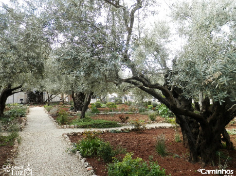 Horto das Oliveiras (Getsêmani), Jerusalém, Israel