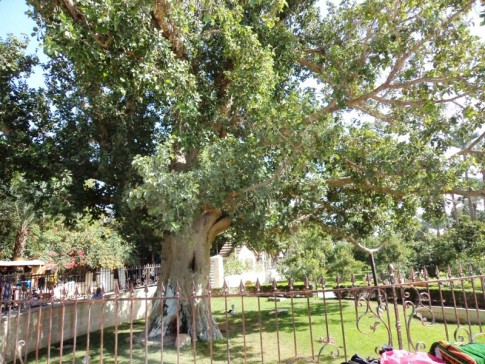 sicômoro de zaqueu, jericó