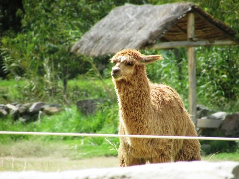 Ollantaytambo