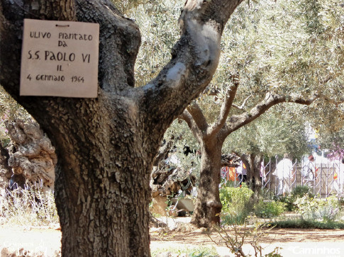 Oliveira plantada pelo Papa Paulo VI em 1964 no Horto das Oliveiras (Getsêmani), Jerusalém, Israel